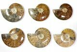 Lot: to Polished Ammonite Fossils - Pieces #116655-1